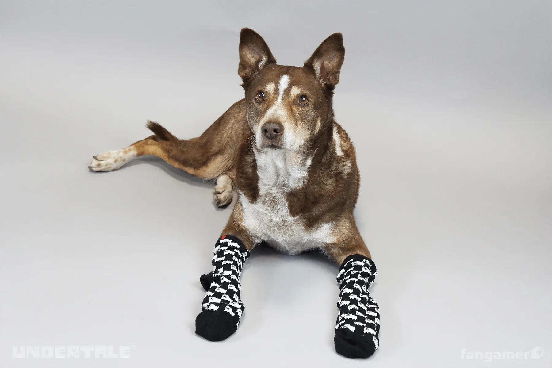 Annoying Dog Socks